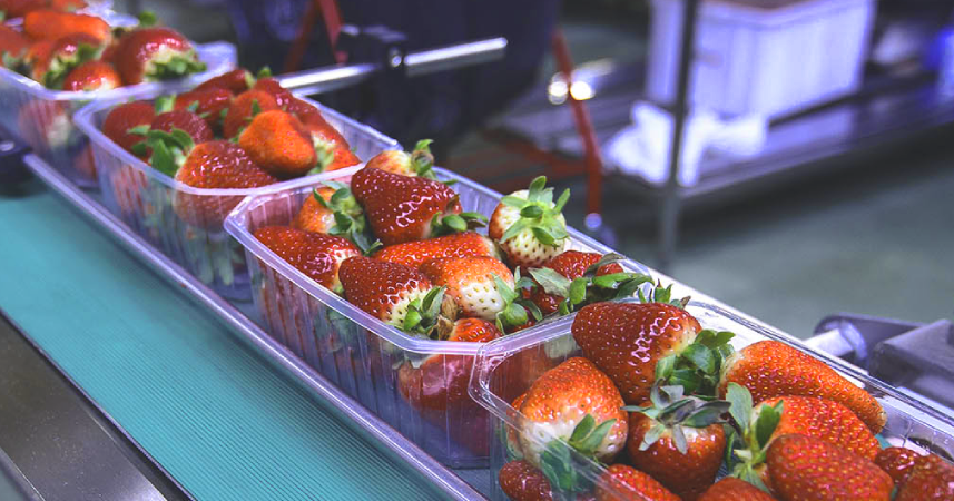 Conveyor Belt Bearings in Food & Beverage Processing
